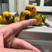 Pappagalli e parrocchetti allevati a mano