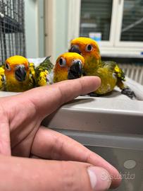 Pappagalli e parrocchetti allevati a mano