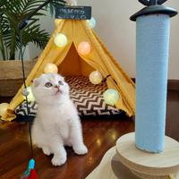 Ultimi gattini Scottish Fold