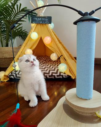 Ultimi gattini Scottish Fold