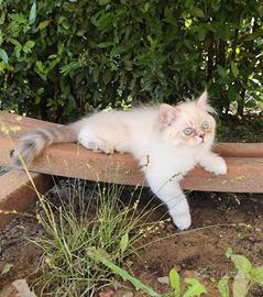Gattino persiano