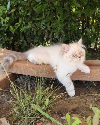 Gattino persiano