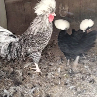 Galline ornamentali fagiani pavoni colombe