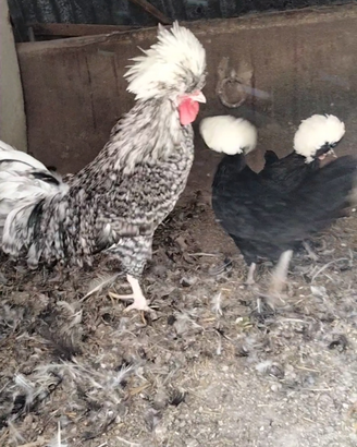 Galline ornamentali fagiani pavoni colombe