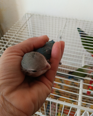 Inseparabili