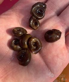 Lumachine Ramshorn