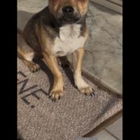 Cucciola Chihuahua ??