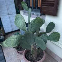 Fico d’india siciliano