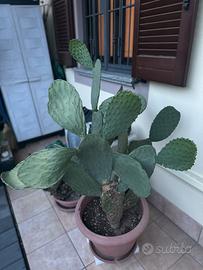 Fico d’india siciliano