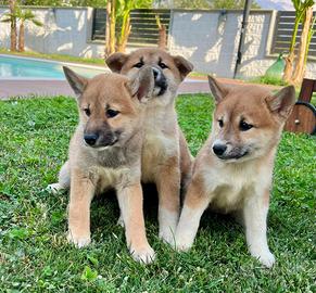 Shiba inu ( cuccioli italiani)