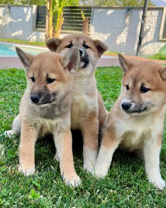 Shiba inu ( cuccioli italiani)