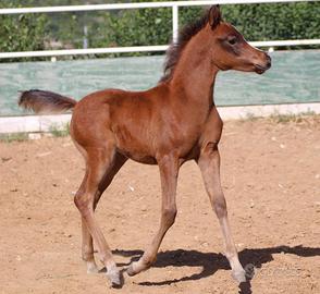 Puledro purosangue arabo