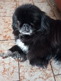 Pechinese pet monta