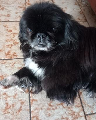 Pechinese pet monta