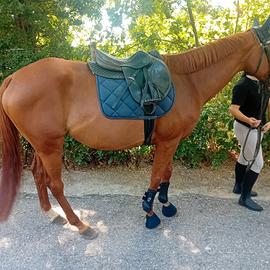 CAVALLO PURO SANGUE INGLESE 