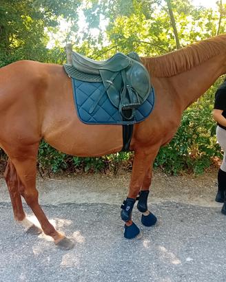 CAVALLO PURO SANGUE INGLESE 