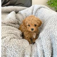 Cuccioli di maltipoo mini toy