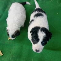 Cuccioli meticci di border collie/maremmano