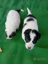 Cuccioli meticci di border collie/maremmano