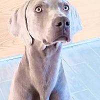 Weimaraner femmina