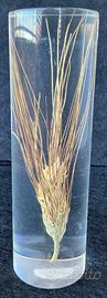 Spiga di grano fusione pexiglass