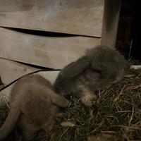 Coniglietti Minilop puri