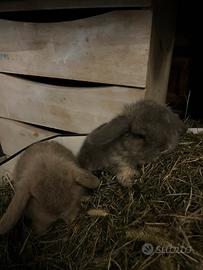 Coniglietti Minilop puri