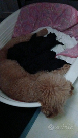 Barboncino nano nero