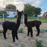 Alpaca maschi e femmine