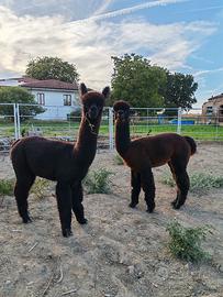 Alpaca maschi e femmine
