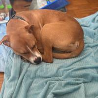 Dea, dolcissima Amstaff di 1 anno e mezzo