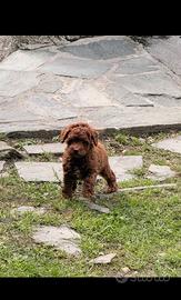 Cucciolo di barboncino