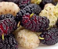 Pianta Gelso di 6/7 anni