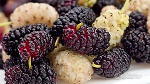 Pianta Gelso di 6/7 anni