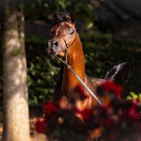 Disponibile stalloncino arabo