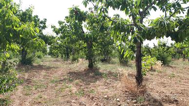 Terreno agricolo, via Macerano