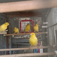 Canarini canto harzer