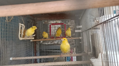 Canarini canto harzer