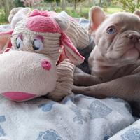 Cucciolo bulldog francese esotico