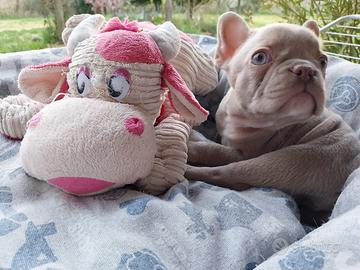 Cucciolo bulldog francese esotico