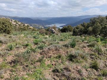 Fondo Rustico 62 Ettari circa - Gavoi (Nu)