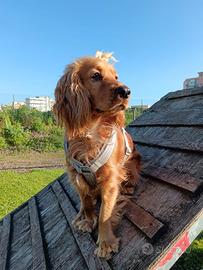 Cocker Spaniel Inglese (Solo per la Sicilia)
