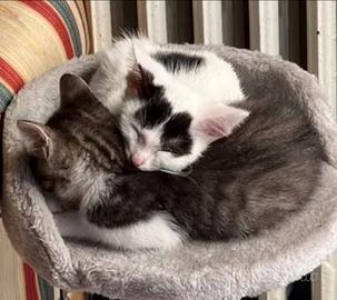 Gattini adorabili