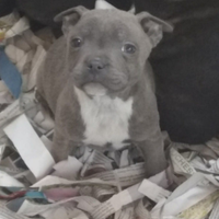 Staffordshire bull terrier