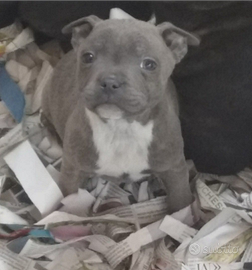 Staffordshire bull terrier