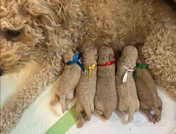 Cagnolini