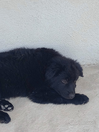 Pastore del Lagorai e della Lessinia