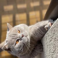 British shorthair per accoppiamento