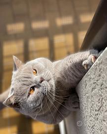 British shorthair per accoppiamento