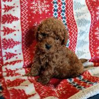 Barboncino Toy con Pedigree ENCI